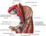 Anatomie: buikwand,rug,rugspier,buikspier,musculus obliquus,musculus transversus,musculus rectus,Poupart,ligamentum inguinalis,lattisimus dorsi,a. epigastrica,serratus anterior,trapezius,gluteus,teres major,teres minor,rhomboideus,supraspinatus,infraspinatus,levetor scapulae